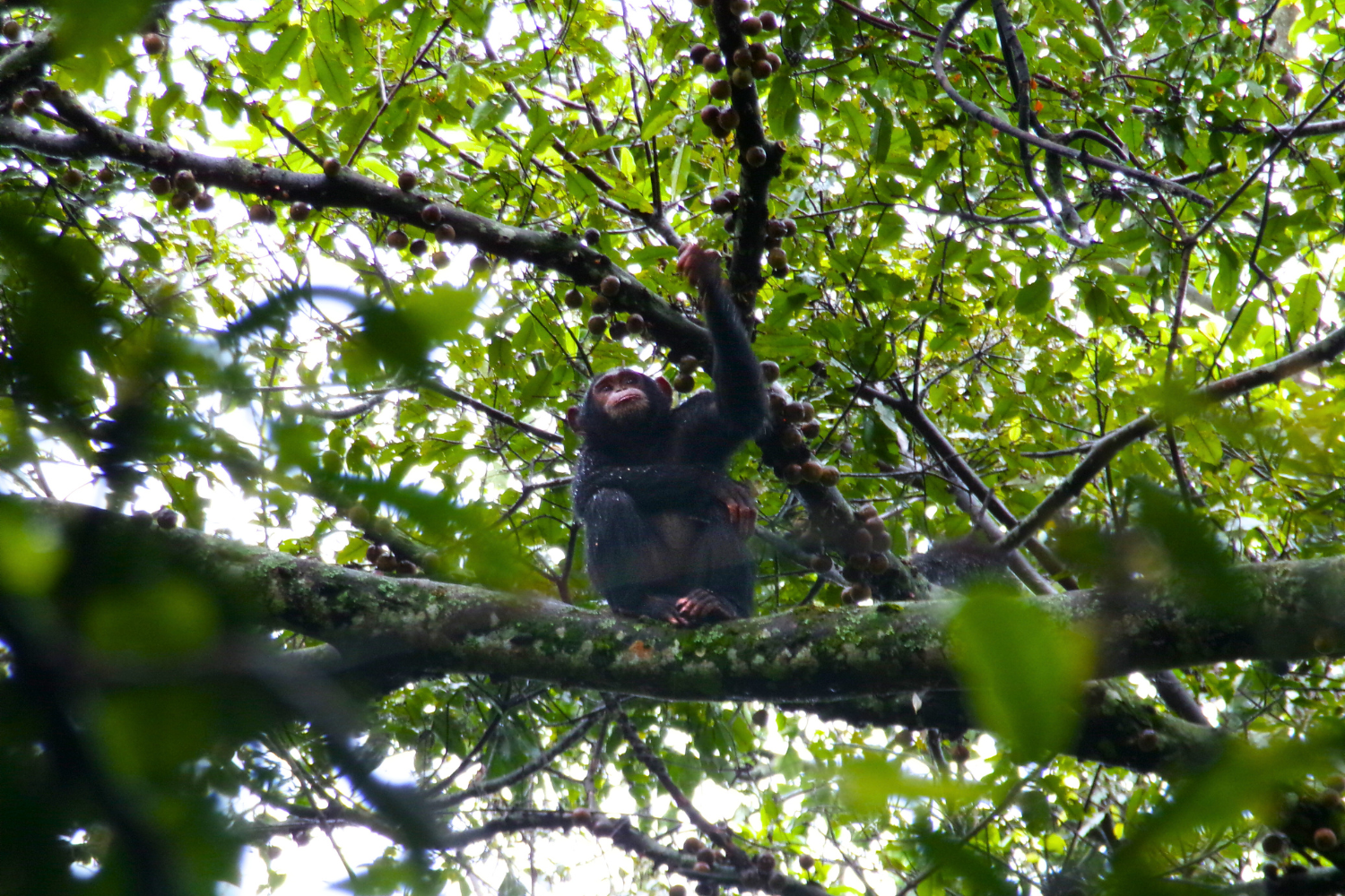 Wild Chimpanzee in the trees in Uganda