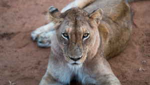 A lioness lying down