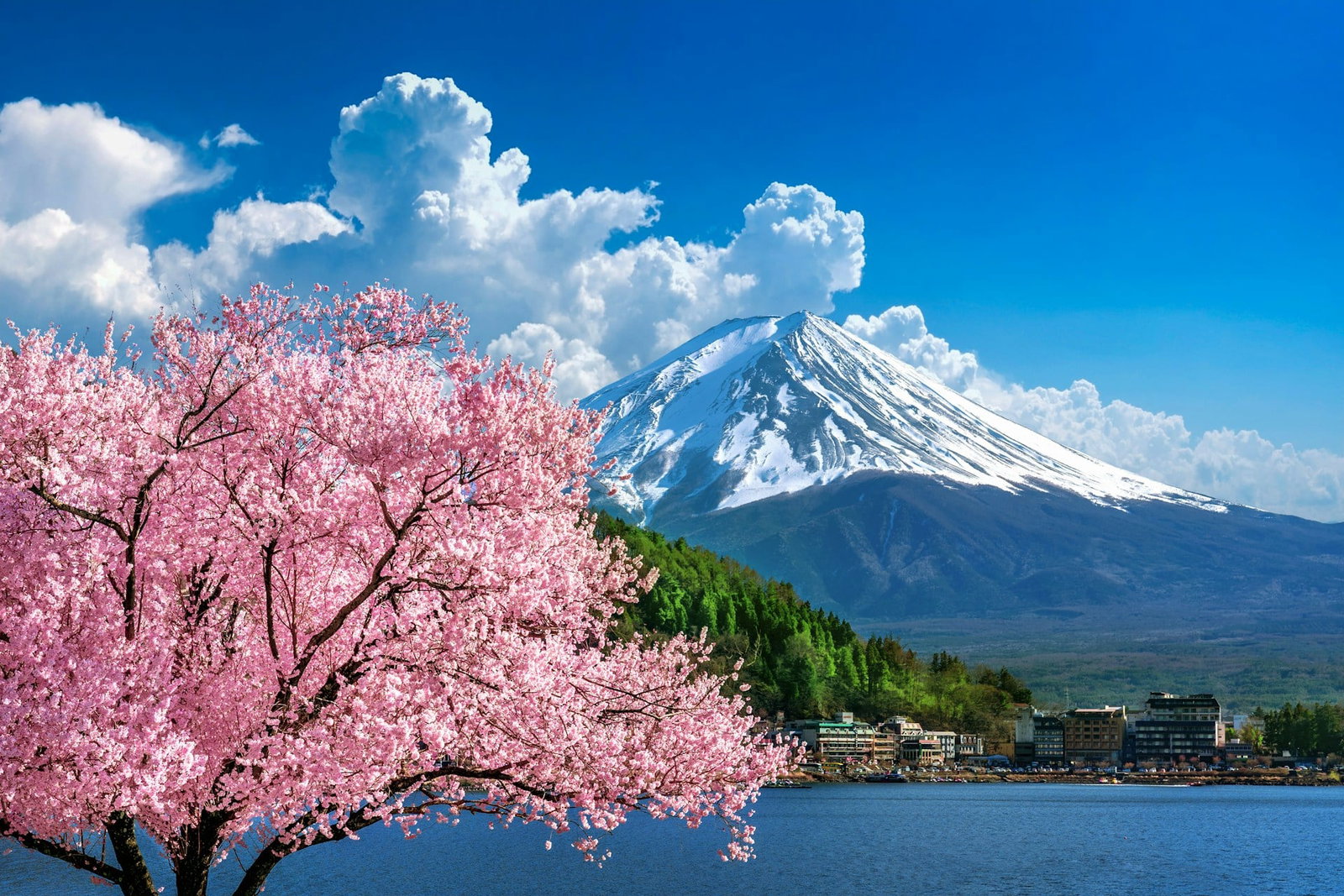 Bright landscape of blue sky, pink cherry blossom tree and snow-caped mountain with green hill and town, Mount Fuji