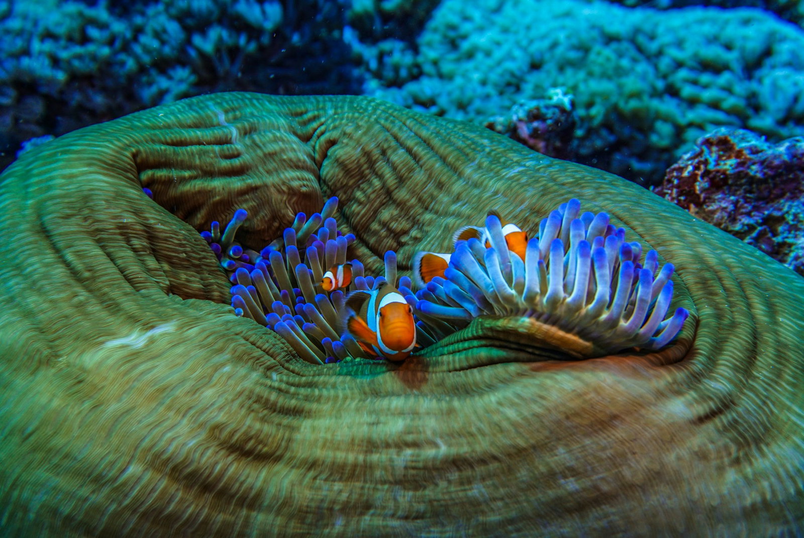 Clownfish and baby clownfish hiding in little sea bed underwater