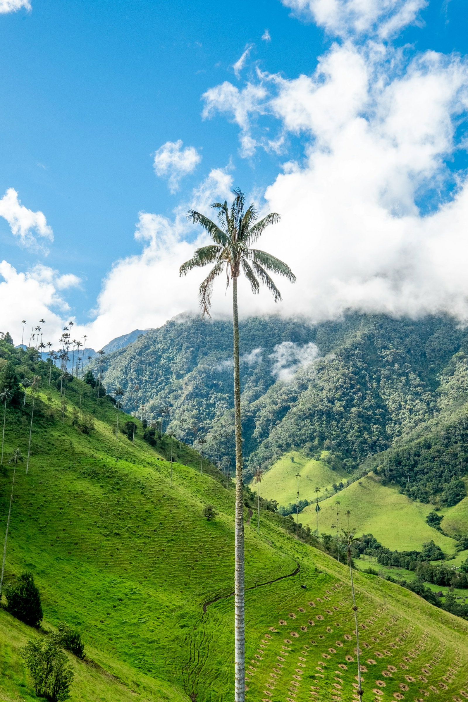 Cocora Valley in Colombia. Palm tree in green fields