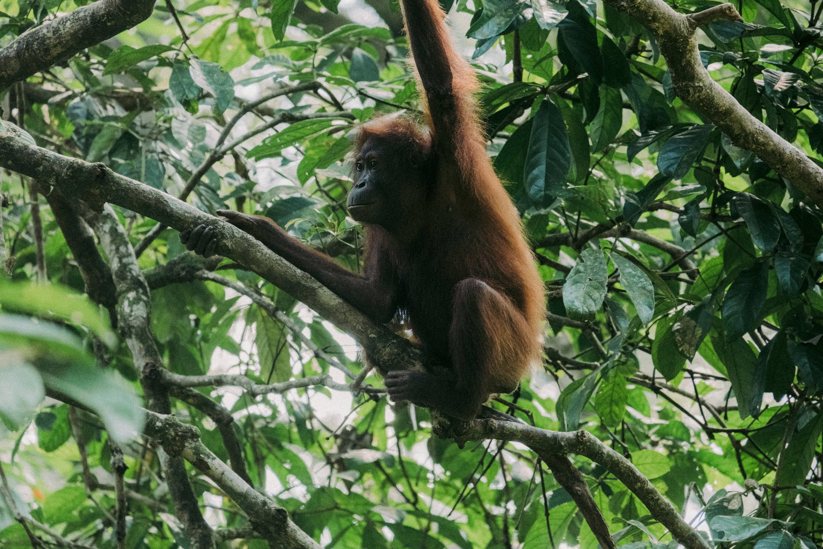 Orangutan in a tree in Sepilok, Borneo