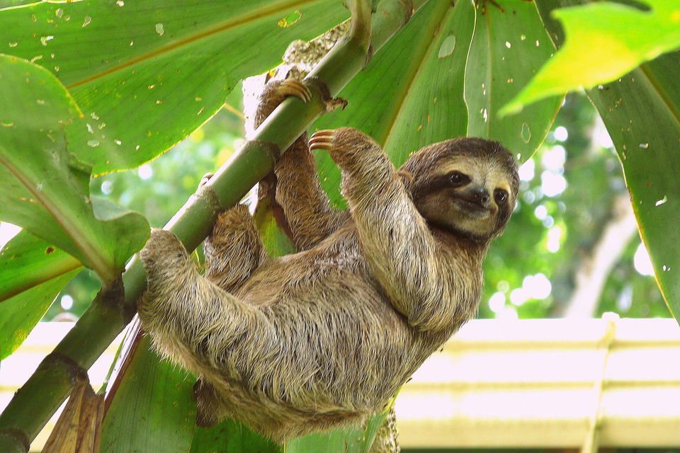 sloth in costa rica