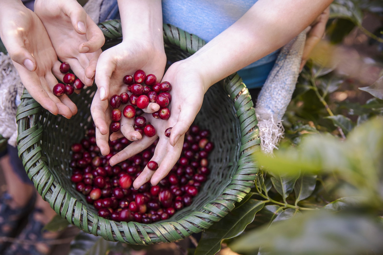 Two pairs of hands in a basket of fresh coffee beans
