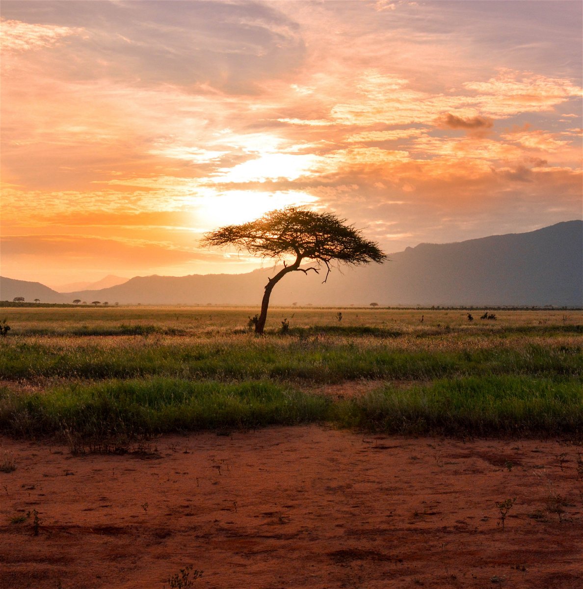 Kenya National Park at sunrise