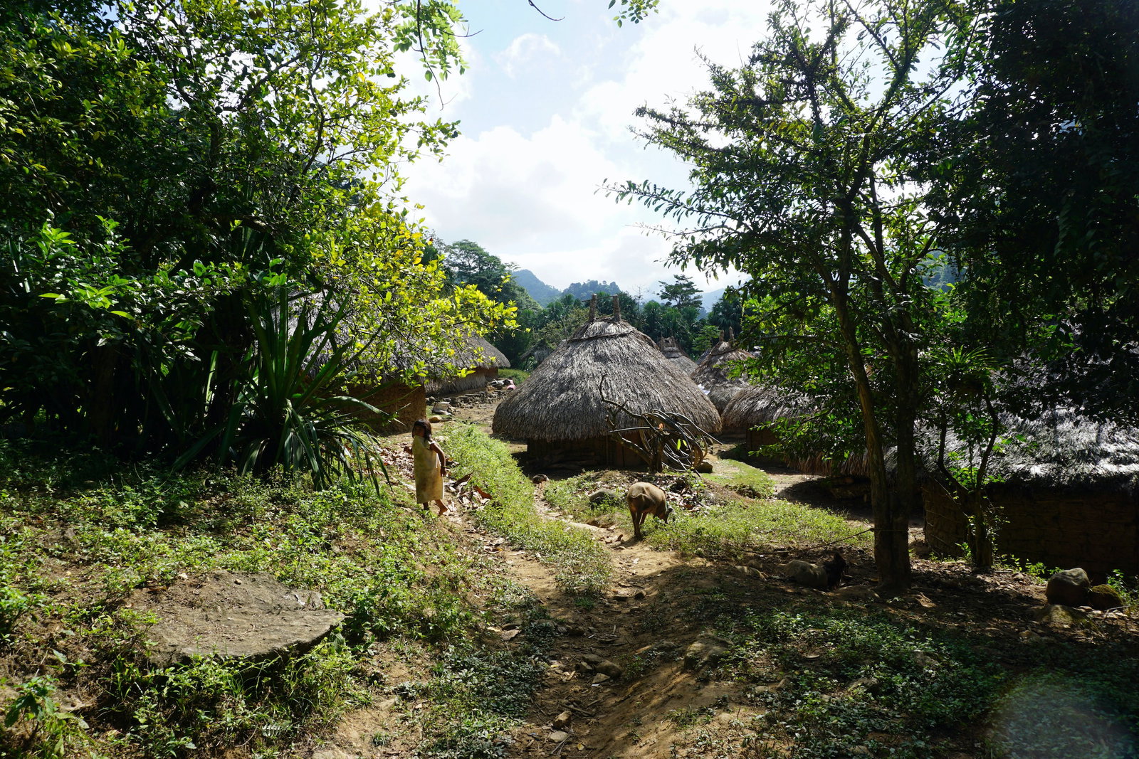 A dirt path and traditional Kogi huts in Colombia