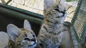 Two Serval kittens in an enclosure