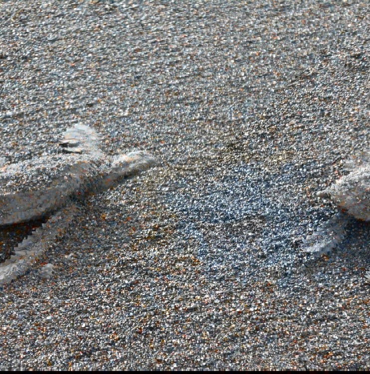 A turtler hatchling on a beach