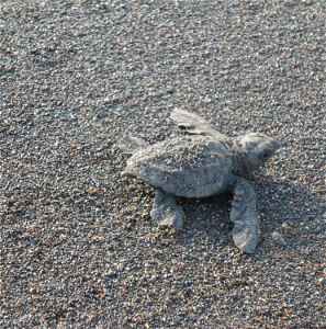 A turtler hatchling on a beach