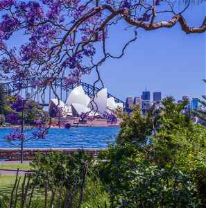 A Jacaranda tree in the Royal Sydney Botanic Garden looking across to the Sydney Opera House across the bay, Australia