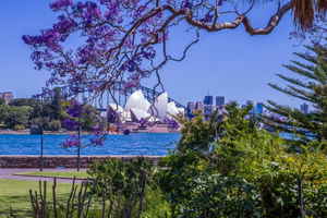 A Jacaranda tree in the Royal Sydney Botanic Garden looking across to the Sydney Opera House across the bay, Australia