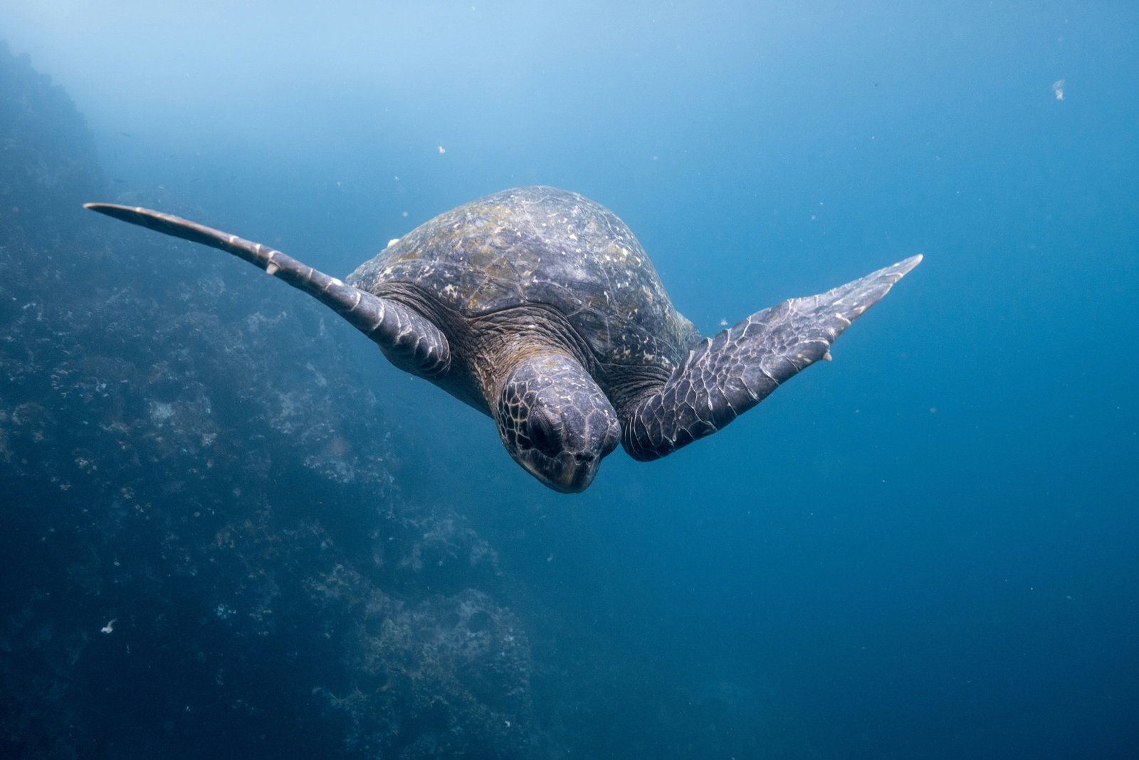 Turtle swimming underwater at the Galapagos Islands