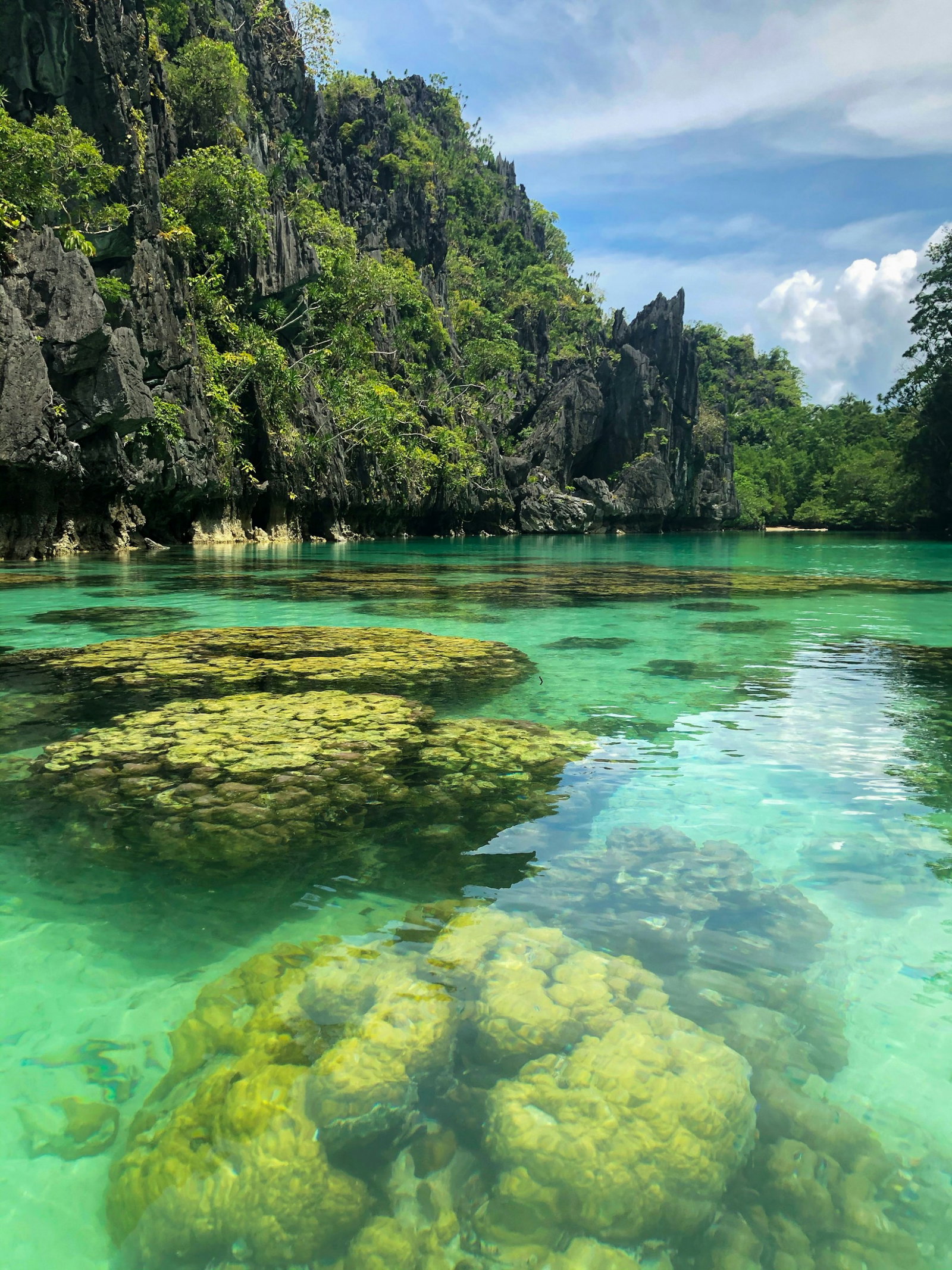 Clear turquoise waters with green algae and surrounding grey cliffs with green shrubbery, Philippines