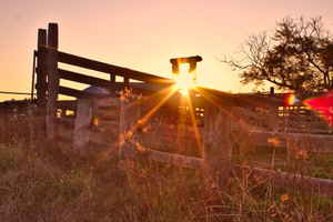 Sunset through a cattle ramp and jacaranda tree on Australian farm