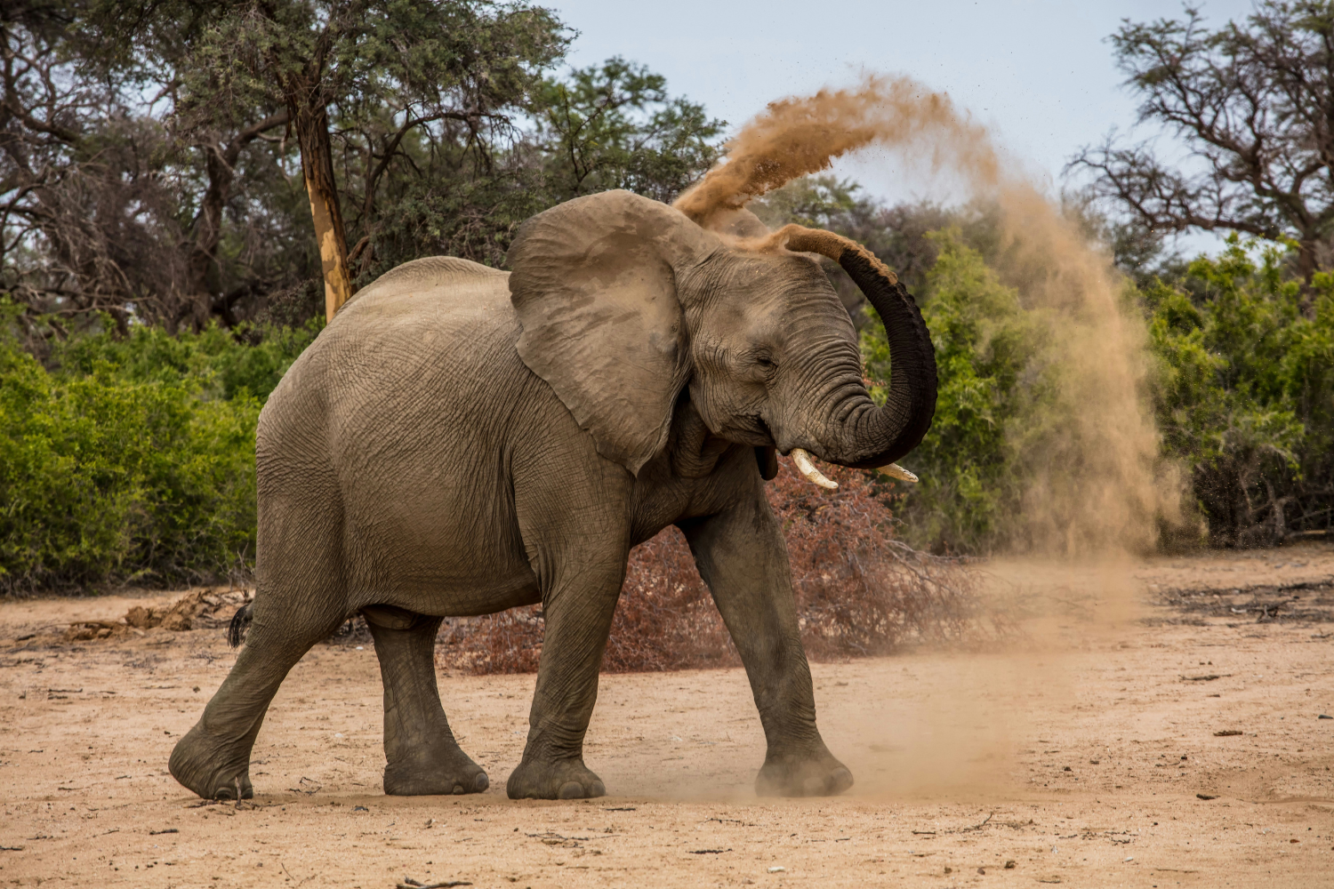 Elephant throwing sand in the air in Namibia