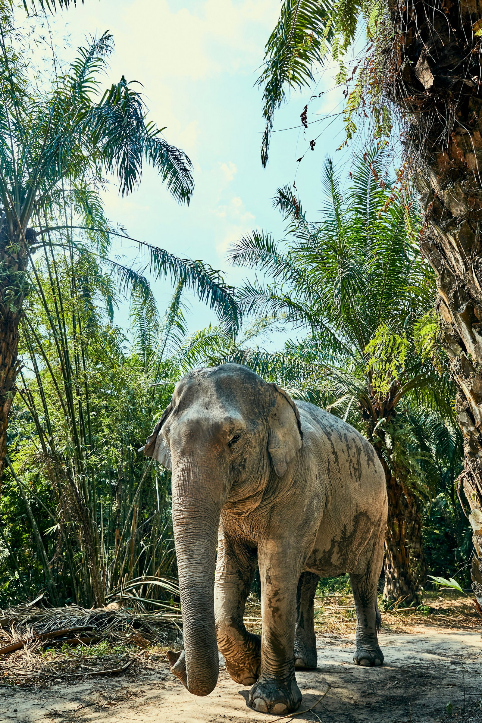 Elephant walking underneath trees on dry dirt ground on a bright sunny day