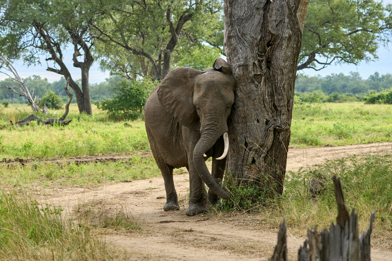 Elephant rubbing against a tree in South Luangwa National Park in Zambia