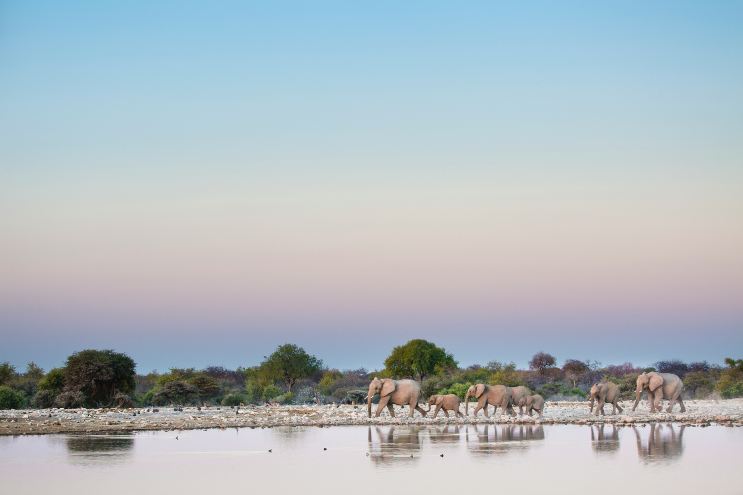 Travellers walking along watering hole at sunset in Etosha National Park in Namibia