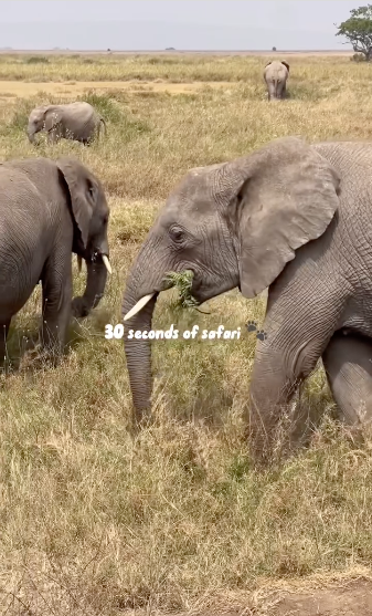Herd of elephants in Tanzania. 30 seconds of safari on Instagram. 