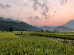 A paddy field in Vietnam with a pink sky and mountains in the background