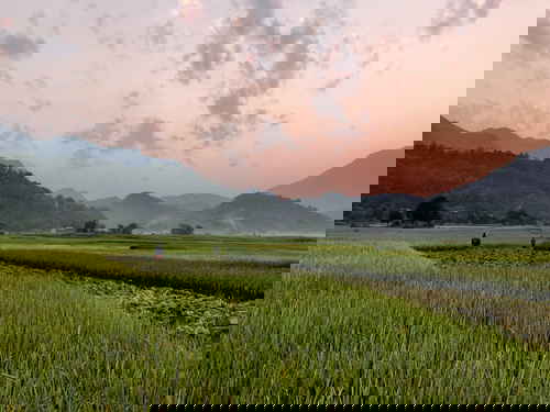A paddy field in Vietnam with a pink sky and mountains in the background