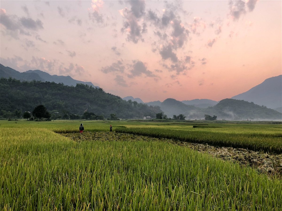 A paddy field in Vietnam with a pink sky and mountains in the background