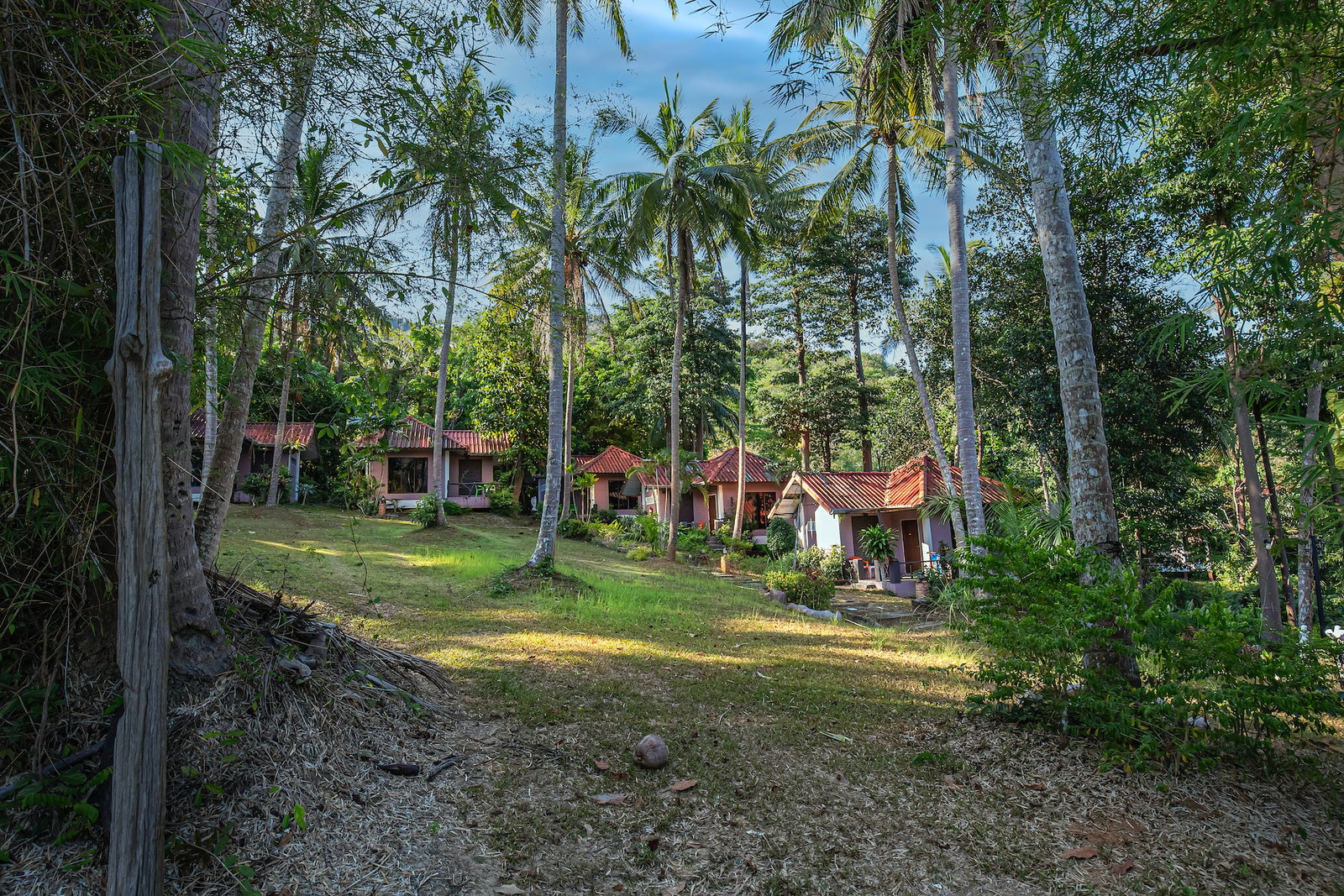 Houses amongs palm trees in a Thai village