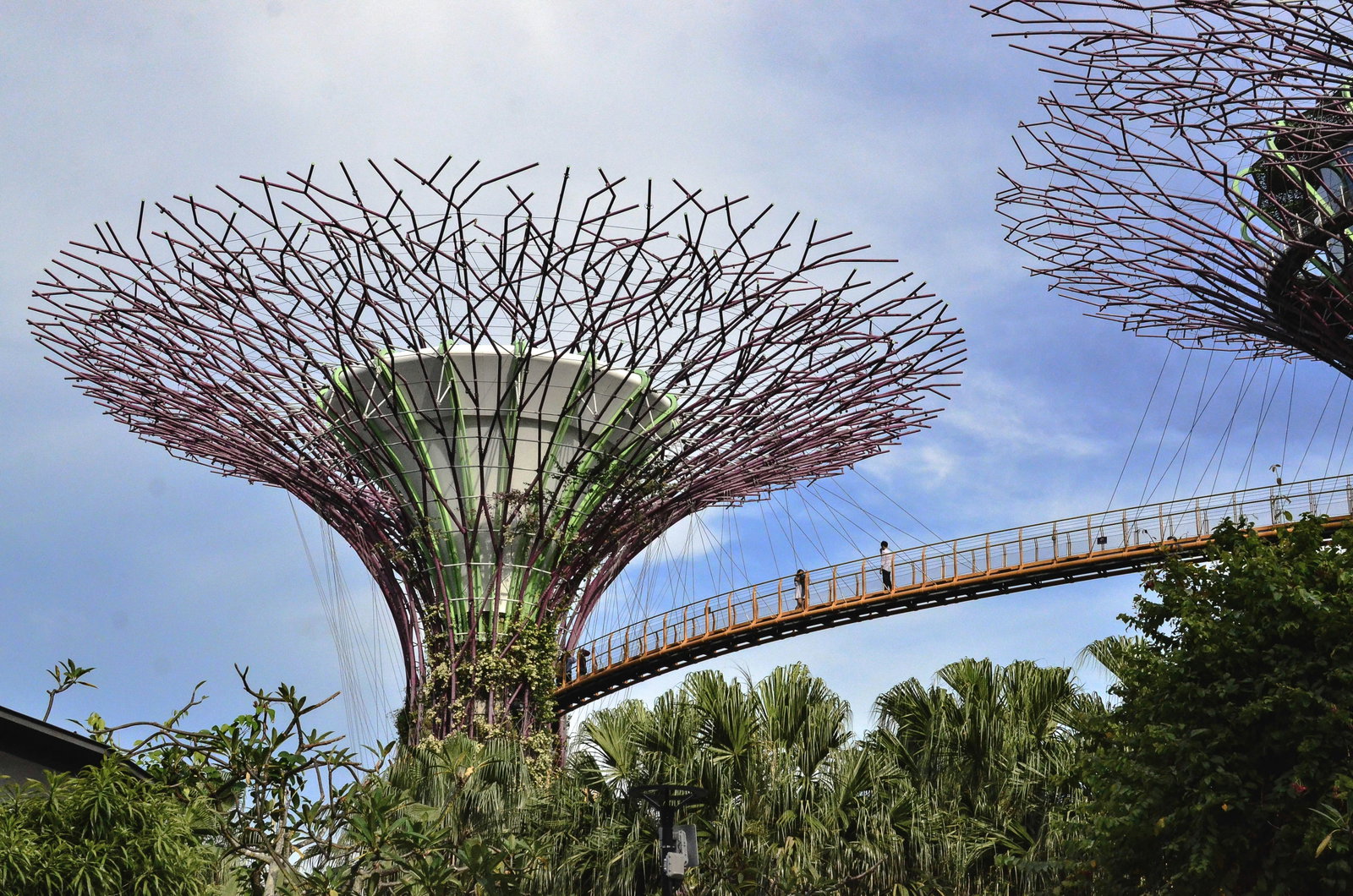 People walking on a walkway suspended between tree-like structures in Supertree Grove in Singapore