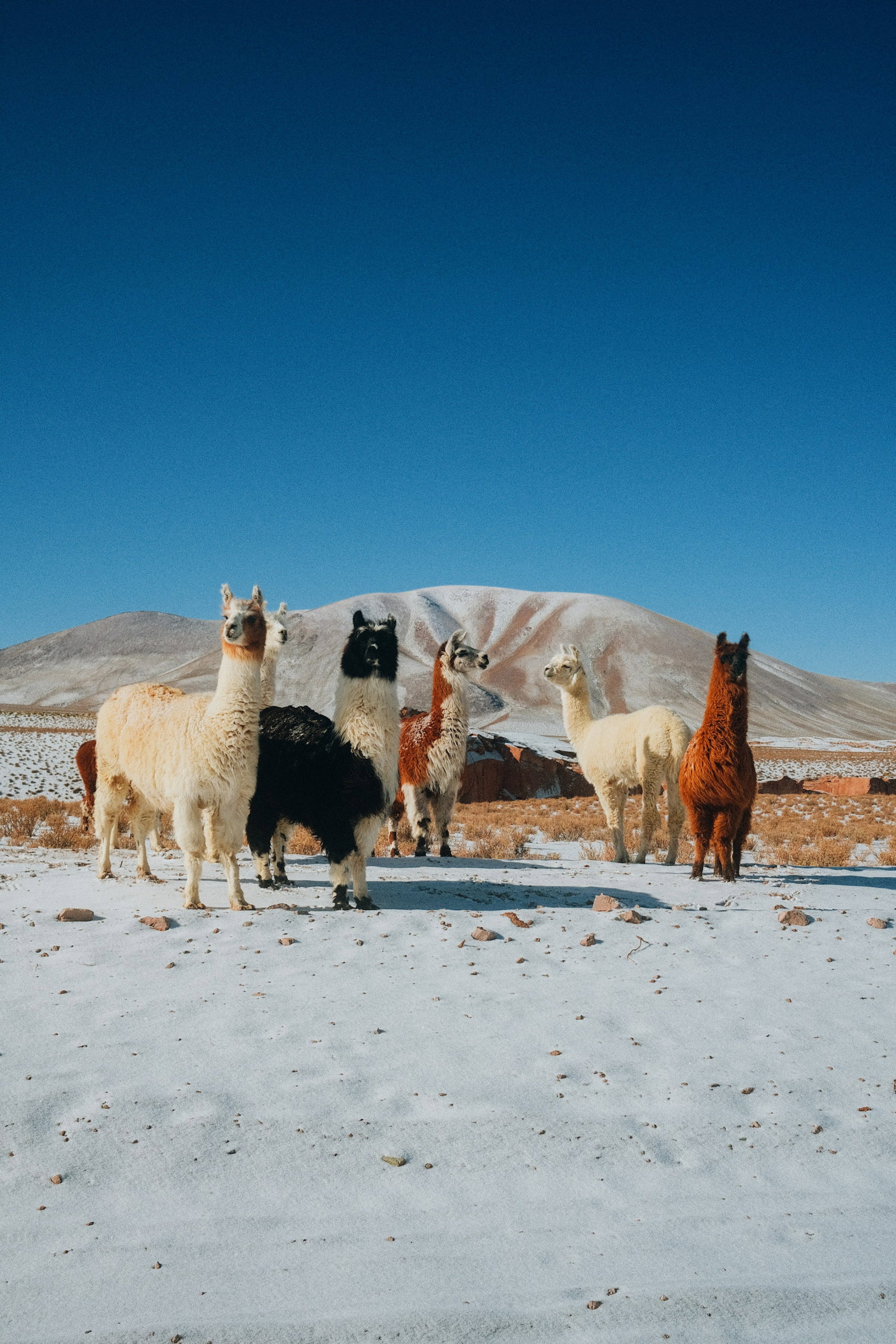 Fiambalá, Catamarca Province, Argentina. Llamas 