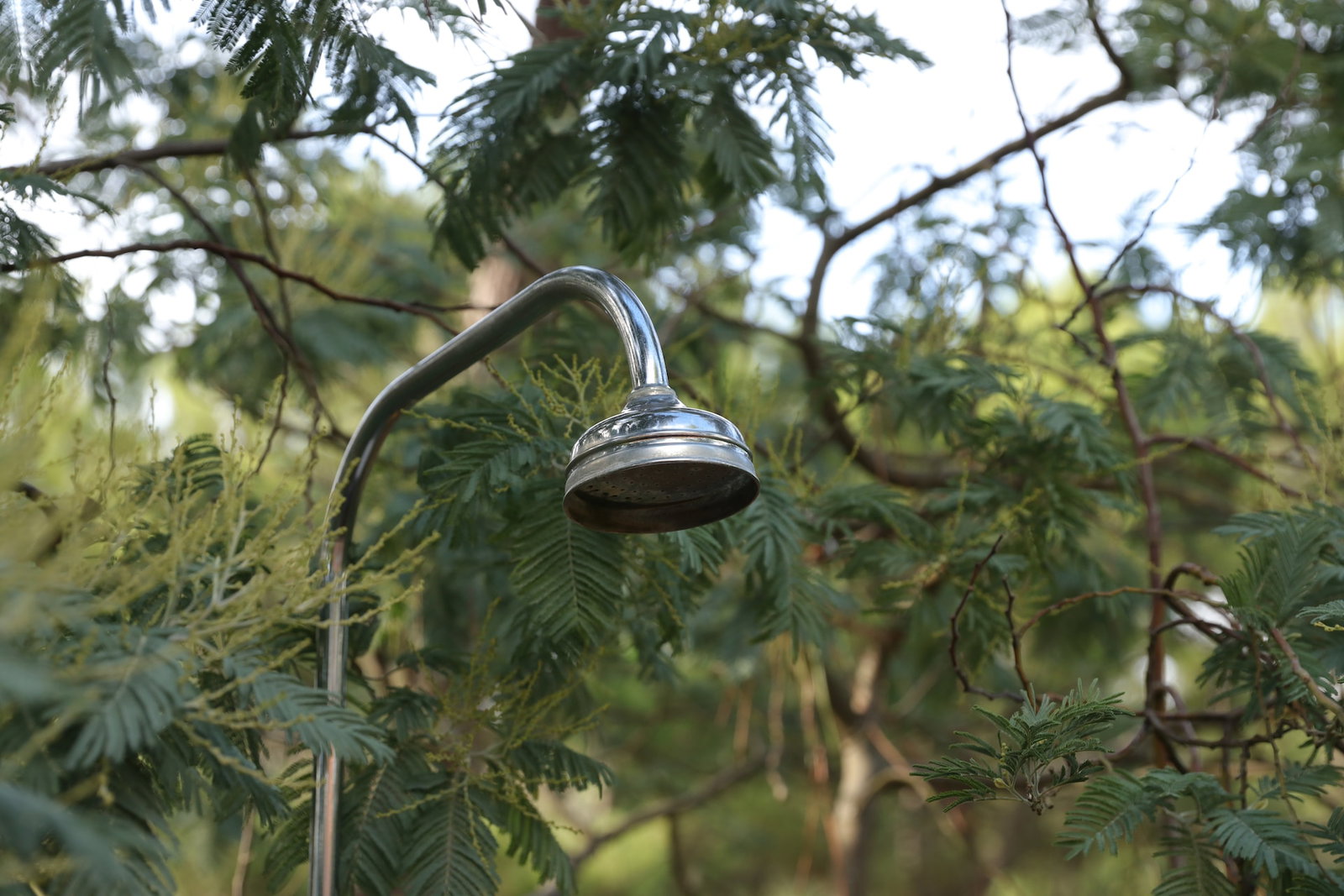 A shower head outdoors in branches of a tree