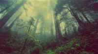 A misty forest with tall trees