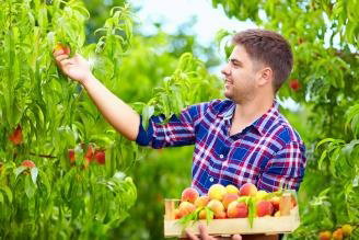 Fruit Picking Jobs Australia
