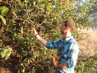 Fruit Picking Jobs New Zealand