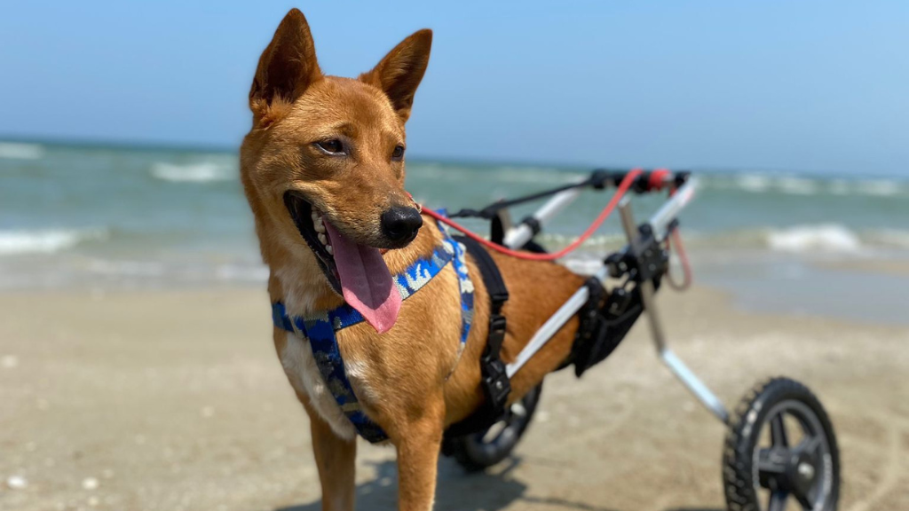 Fudge the dog on the beach in Thailand Hua Hin