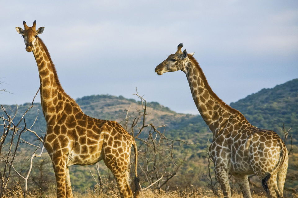 Giraffes in Kenya National Park