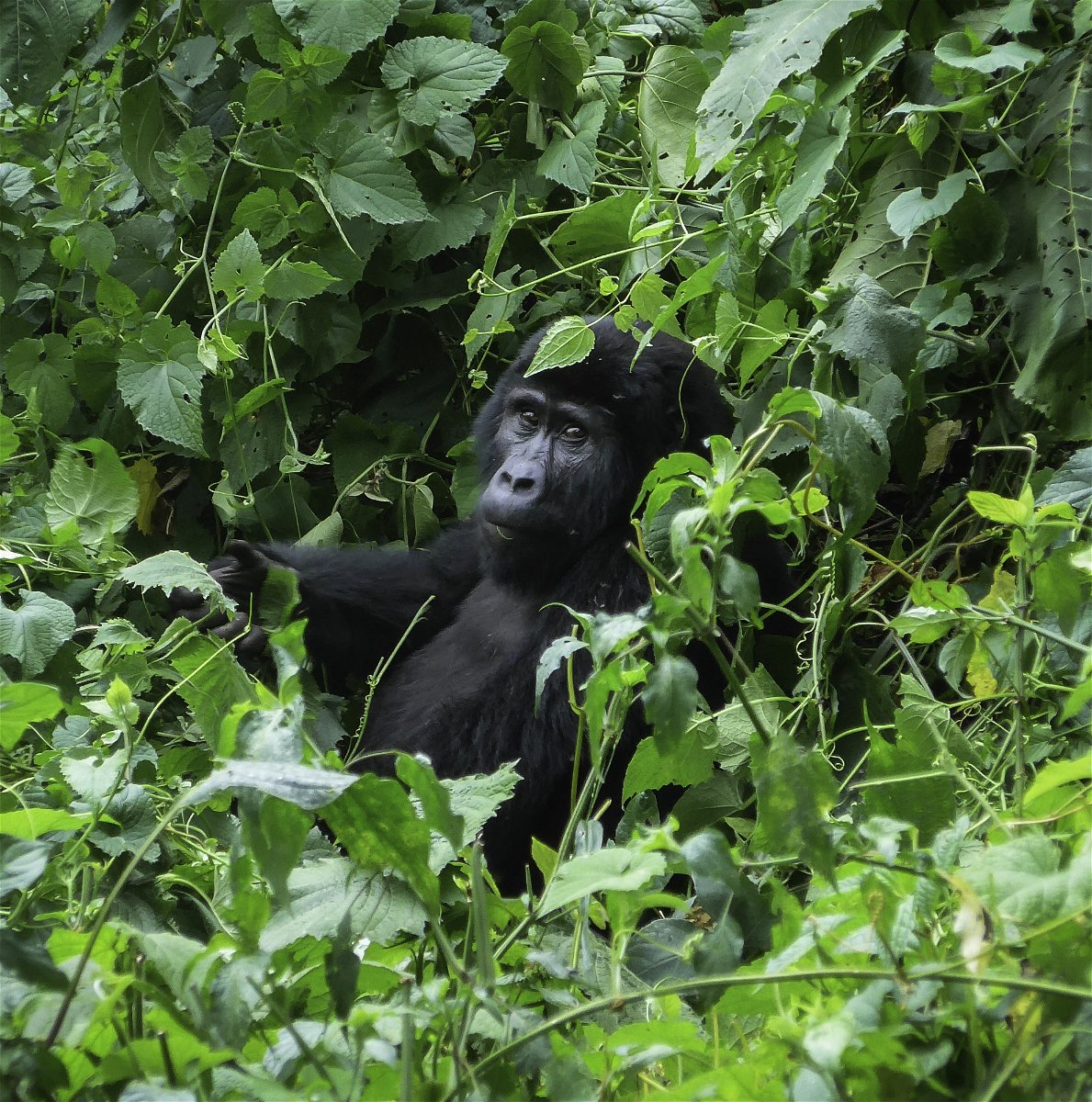 Gorilla spotting in Uganda rainforest