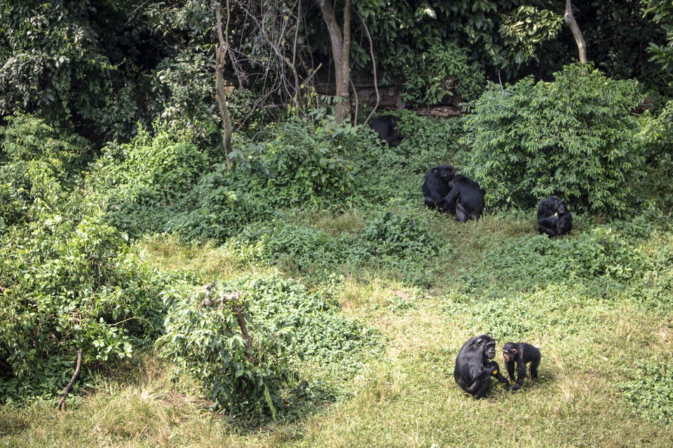 Gorilla group family in Uganda