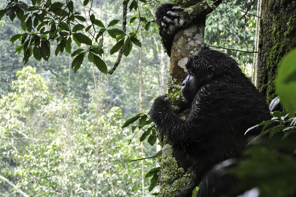 Uganda Gorilla sitting in tree canopy