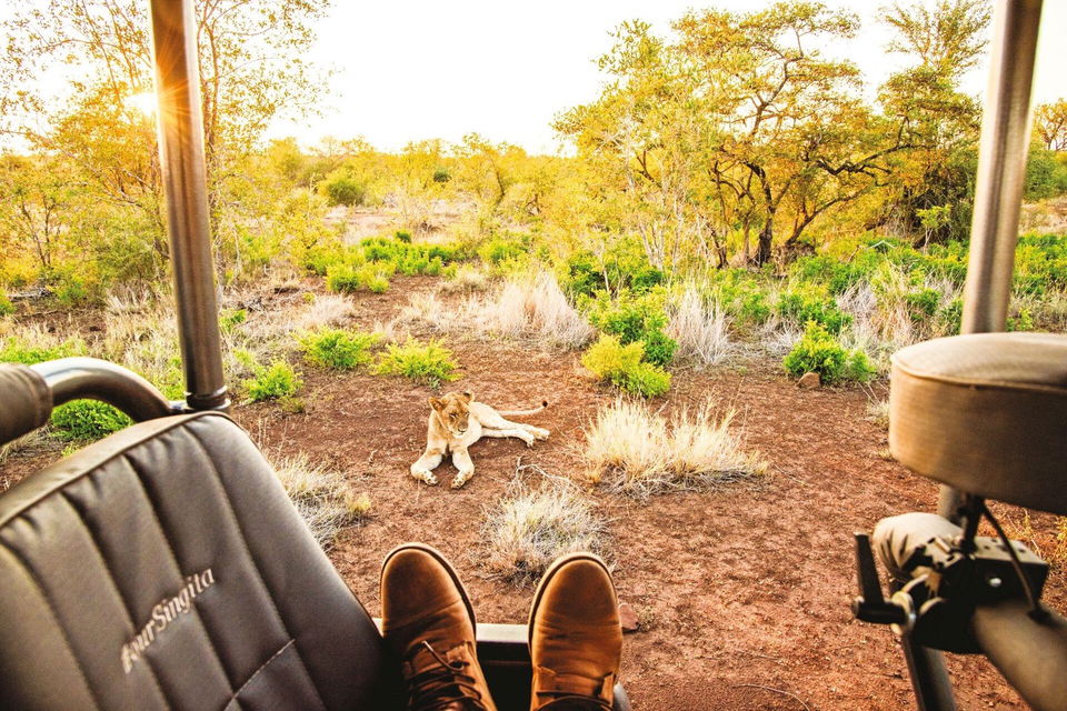 Person sat in jeep safari looking at lion