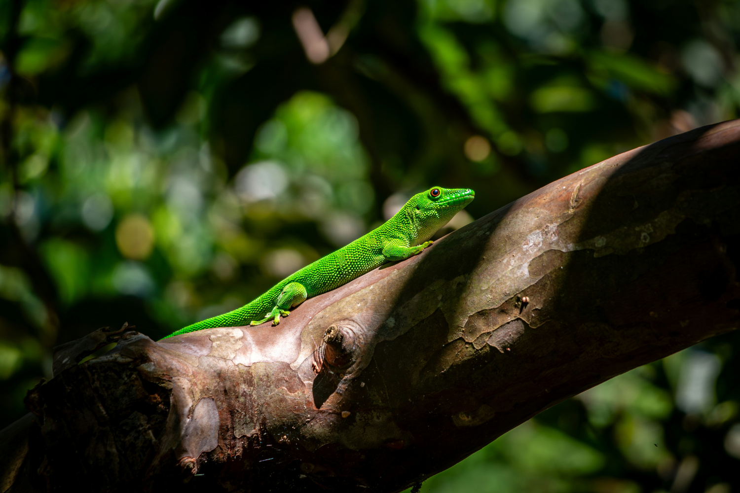 Rare green gecko in forest in Madagascar