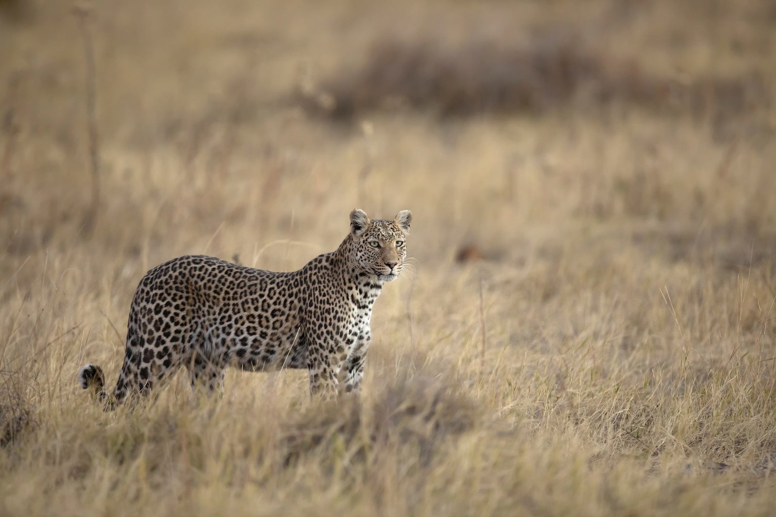 A leopard standing in dry grass