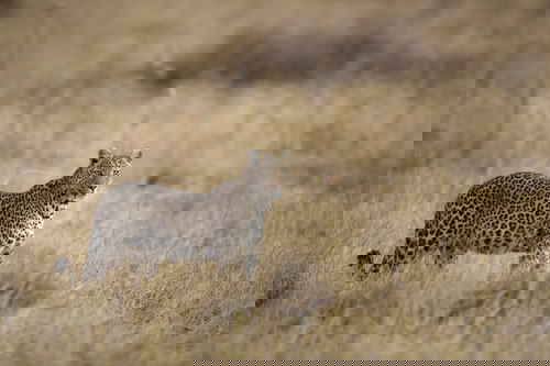 A leopard standing in dry grass