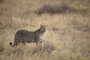 A leopard standing in dry grass