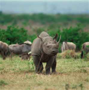 Baby rhino amongst a herd of buffalo