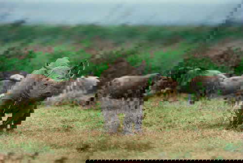 Baby rhino amongst a herd of buffalo