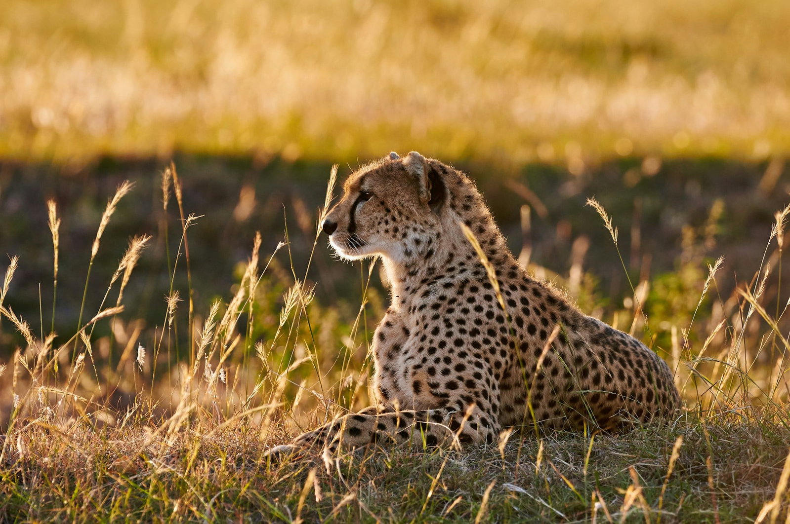 Beautiful leopard sitting and facing the left on a sunny grassland, South Africa