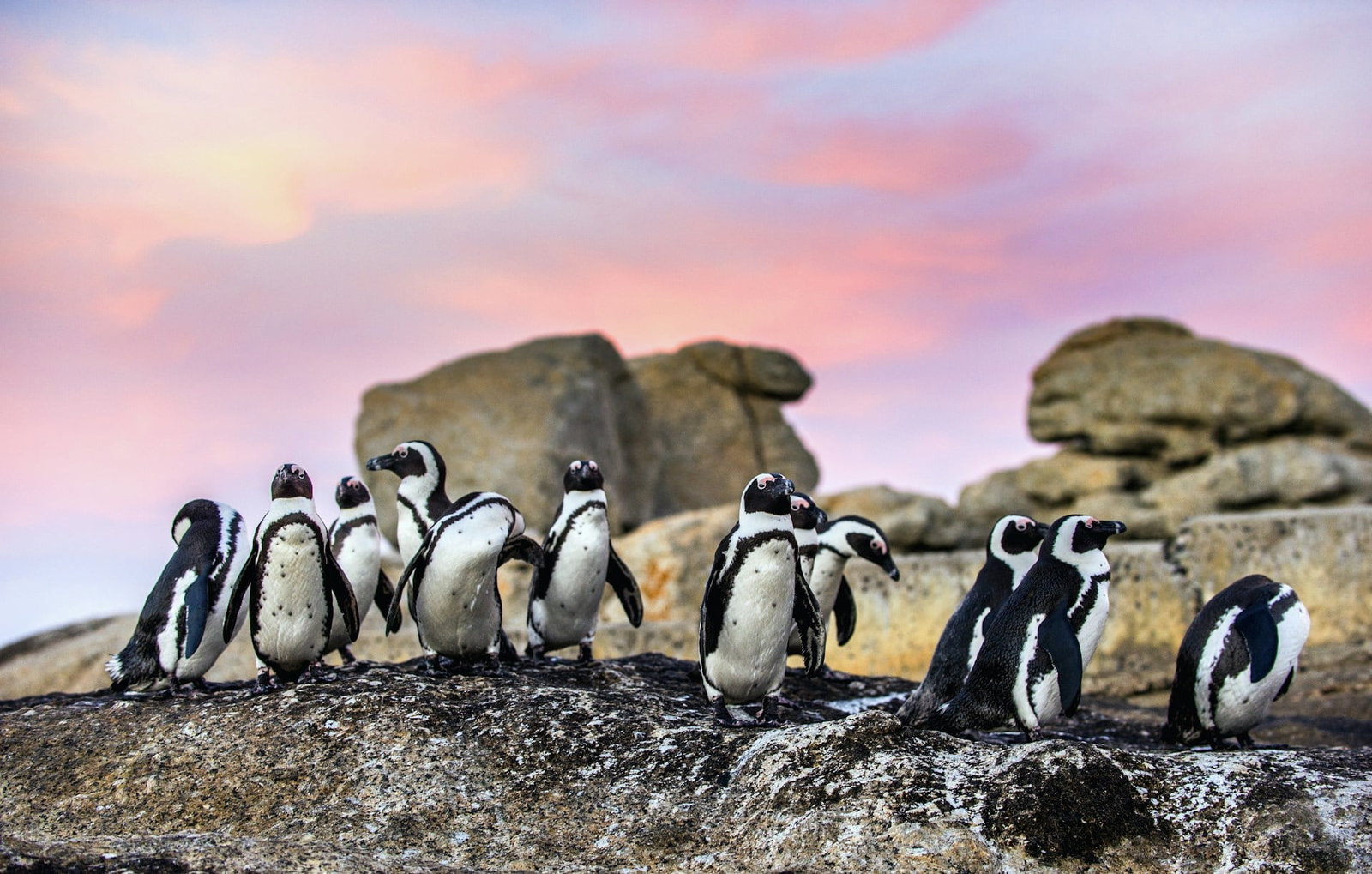 Mini penguin colony on granite rock with rock tower in distance at sunset, Cape Town