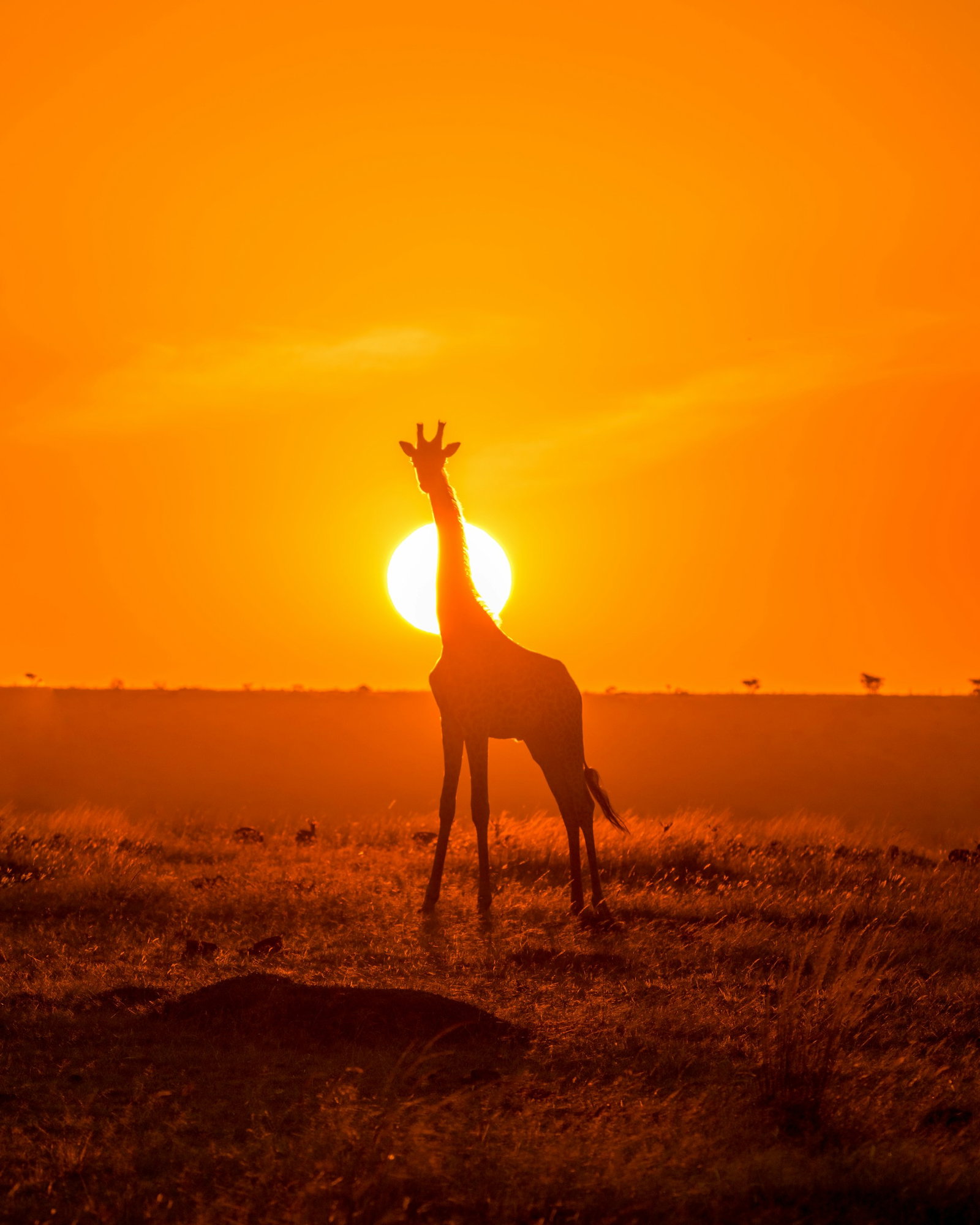 Giraffe standing on dry savannah stretches at bright orange sunset in front of the sun in Maasai Mara, Kenya