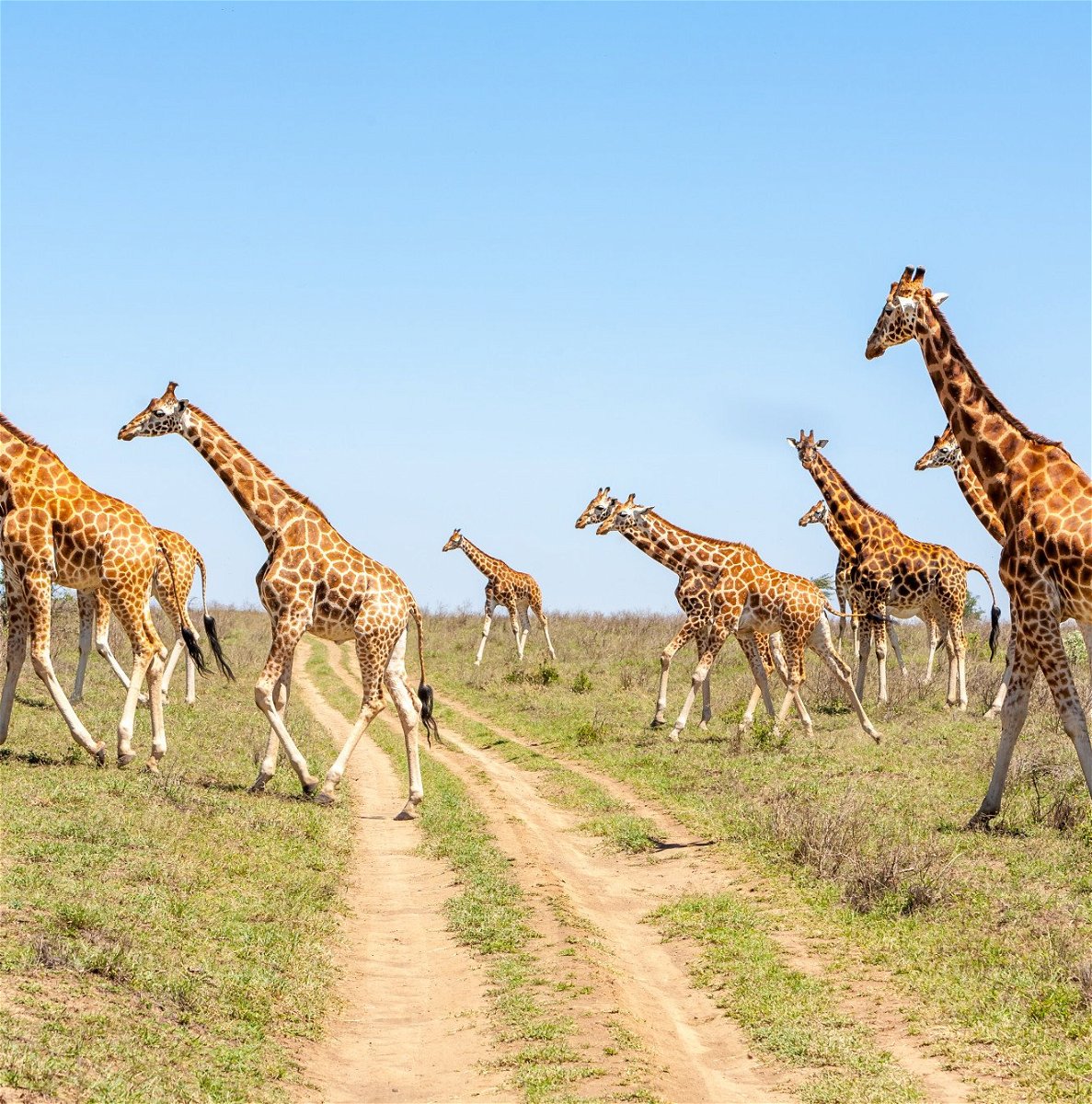 giraffe herd in savannah