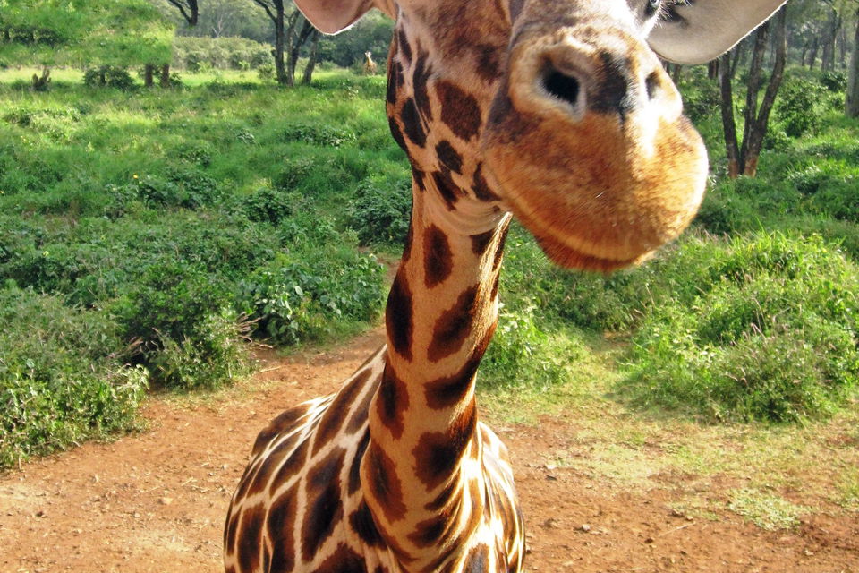 Giraffe looking at camera in Kenya National Park
